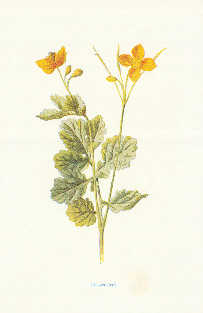 Celandine. Wild Flowers by Frederick Edward Hulme c1895 old antique print